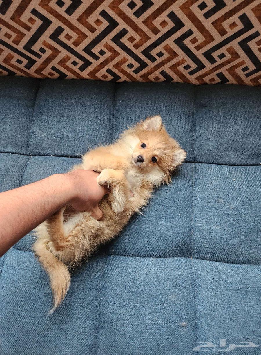 كلاب بومرينيان Pomeranian Puppy63214624065667112
