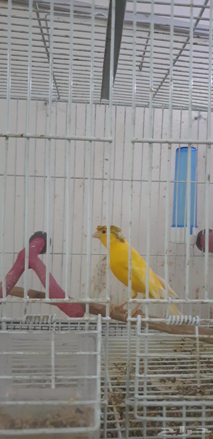 تصفيه طيور زينه63214163796994112