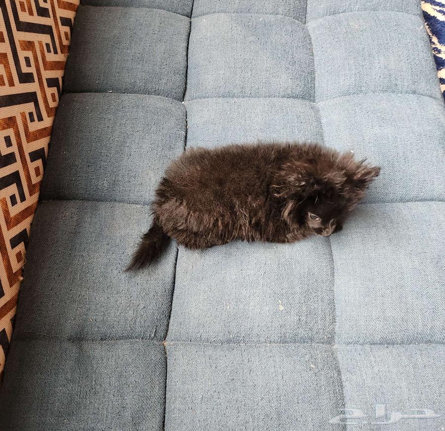 كلاب بومرينيان Pomeranian Puppy63214624065667113