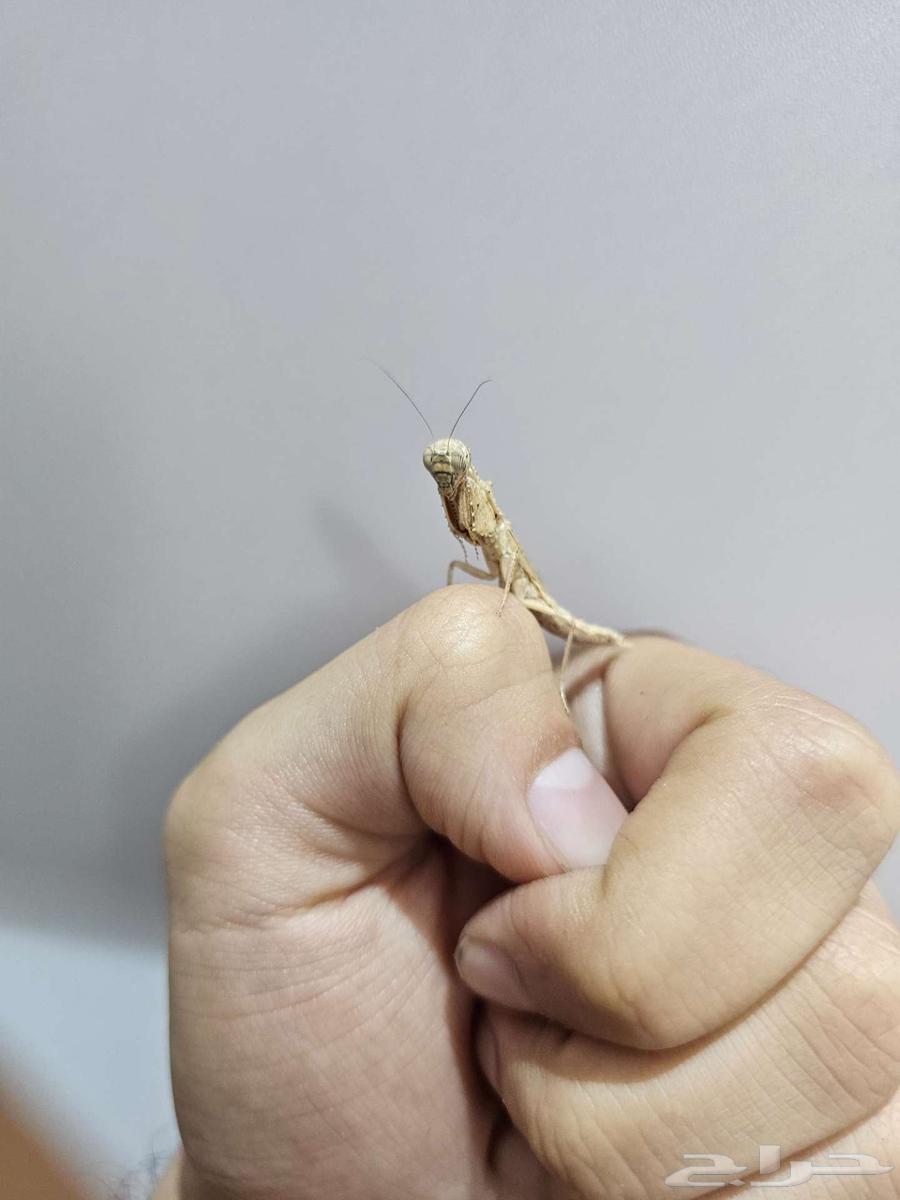 Thorny ground mantis63211122366211112