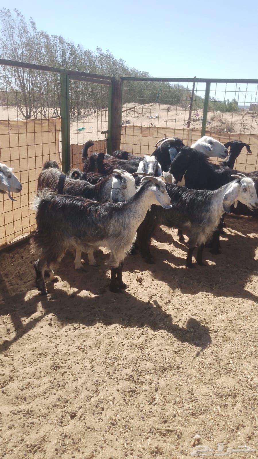 معزا مراح الي بيقنى ما يفوتها   تم البيع63522985867011111