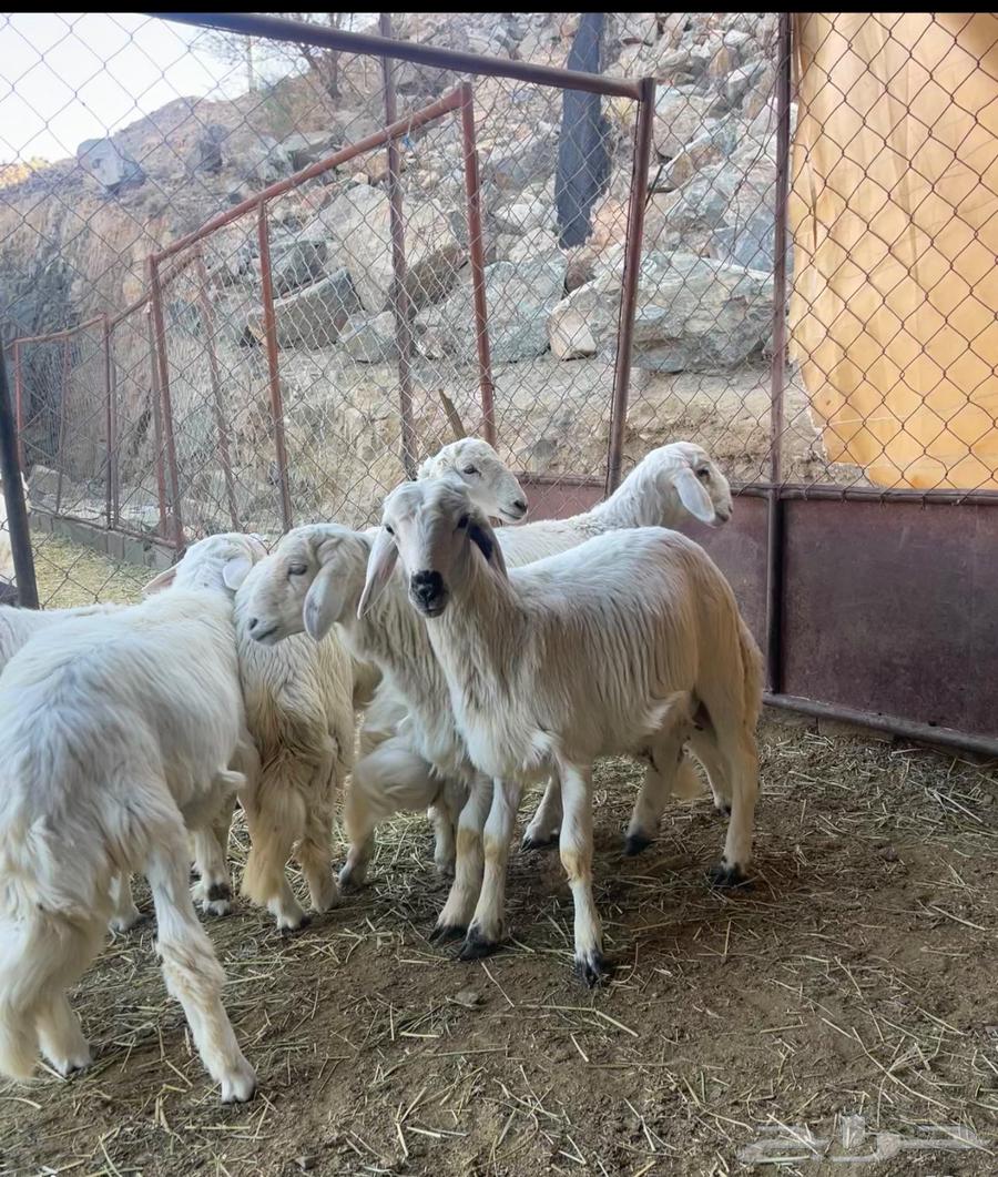Jabra's sheep, about 20 heads, plus more.63209082314241114