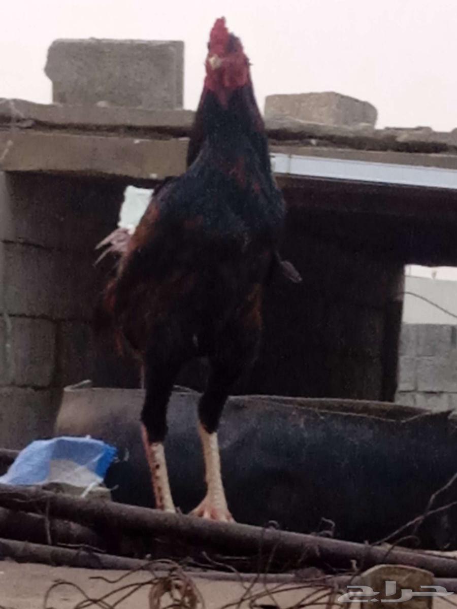 ديك باكستاني632095524590111122