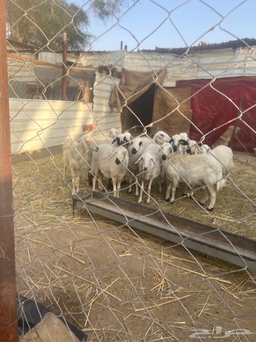 Sheep for sale, cheap and healthy63209059091202111