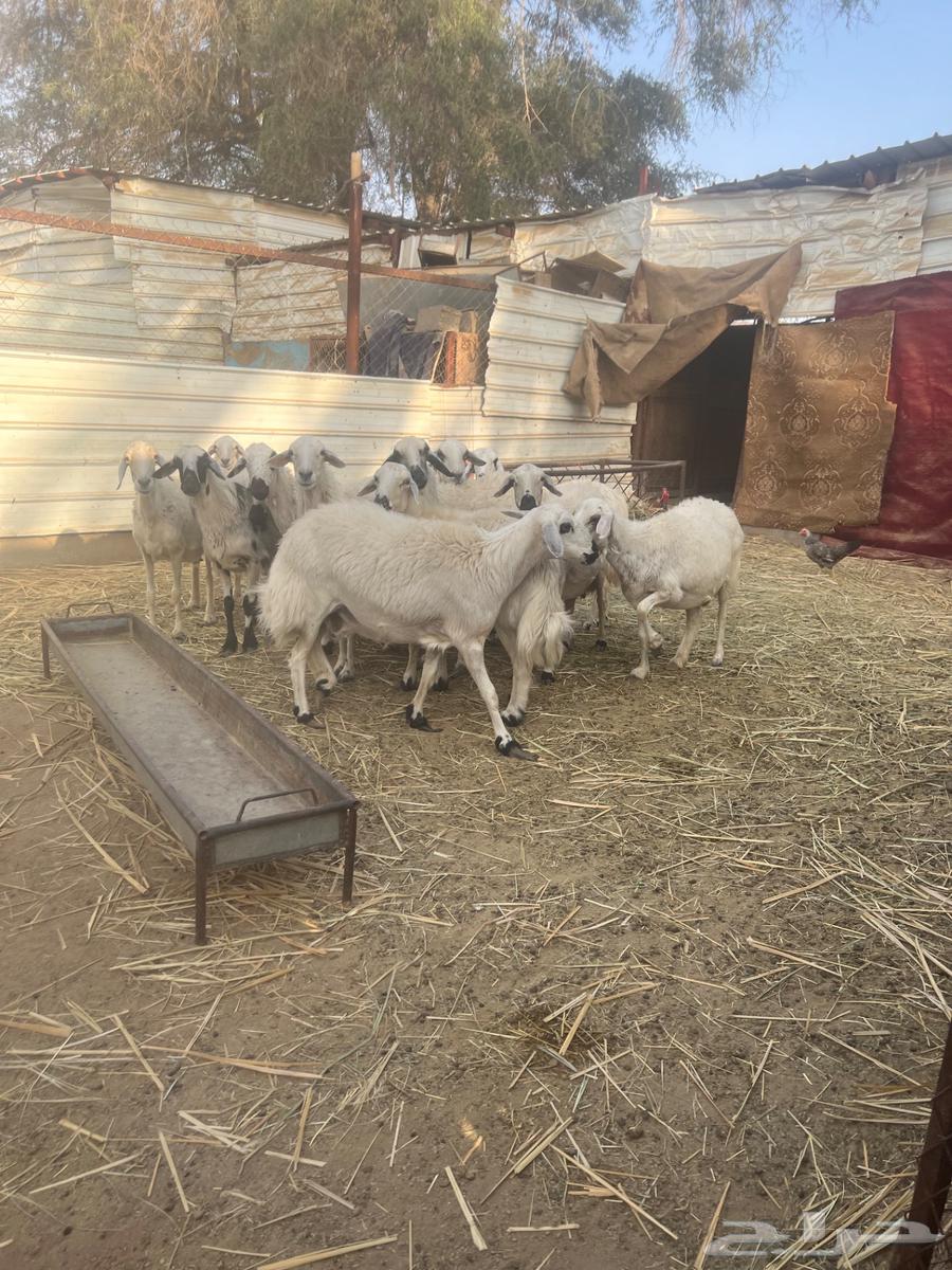 Sheep for sale, cheap and healthy63209059091202114