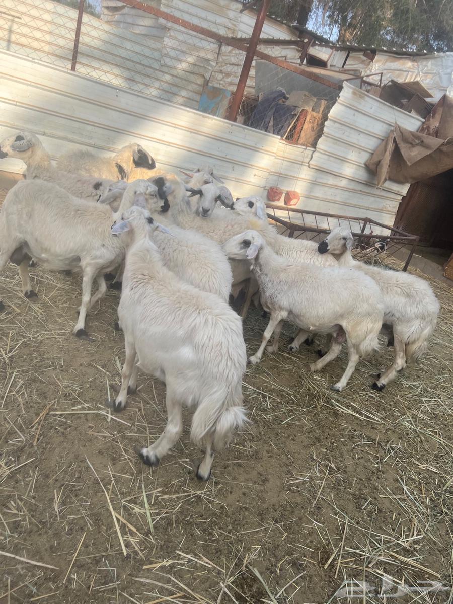 Sheep for sale, cheap and healthy63209059091202112