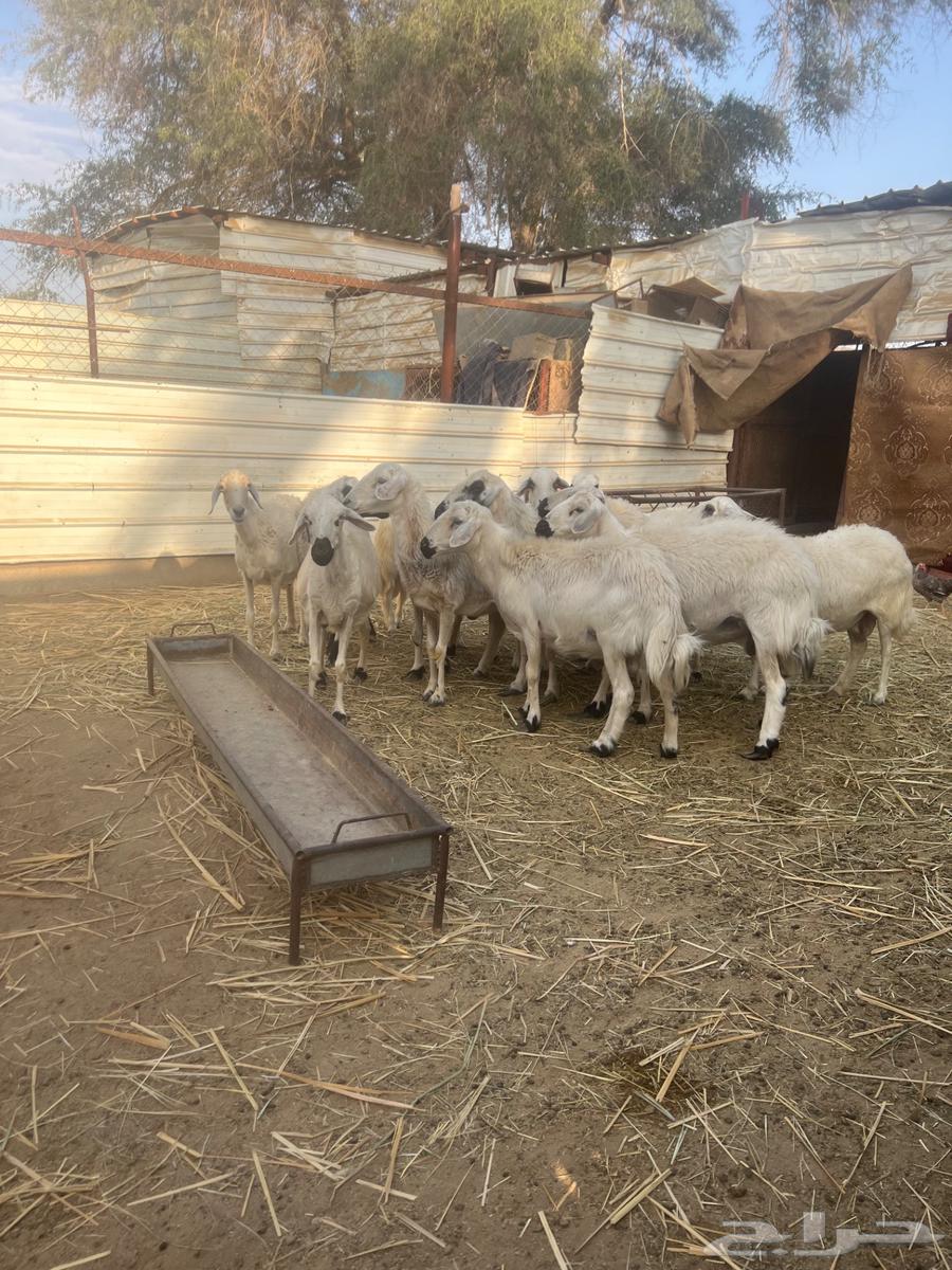Sheep for sale, cheap and healthy63209059091202113