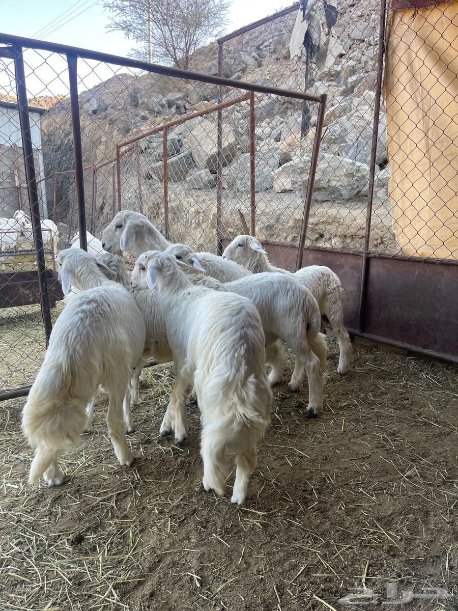 Jabra's sheep, about 20 heads, plus more.63209082314241112