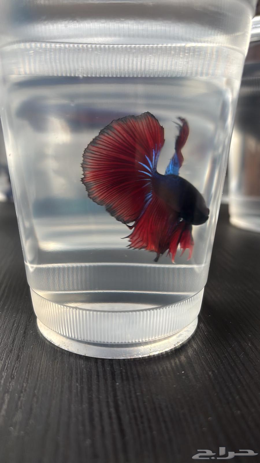 Fighting fish63209071313538114