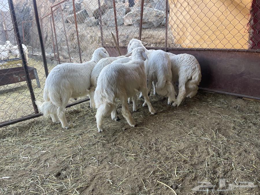 Jabra's sheep, about 20 heads, plus more.63209082314241113