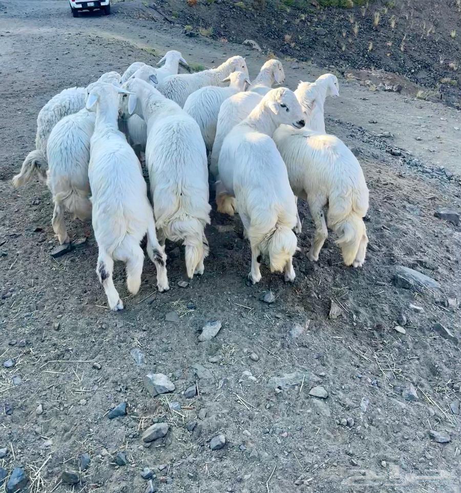 Jabra's sheep, about 20 heads, plus more.63209082314241111
