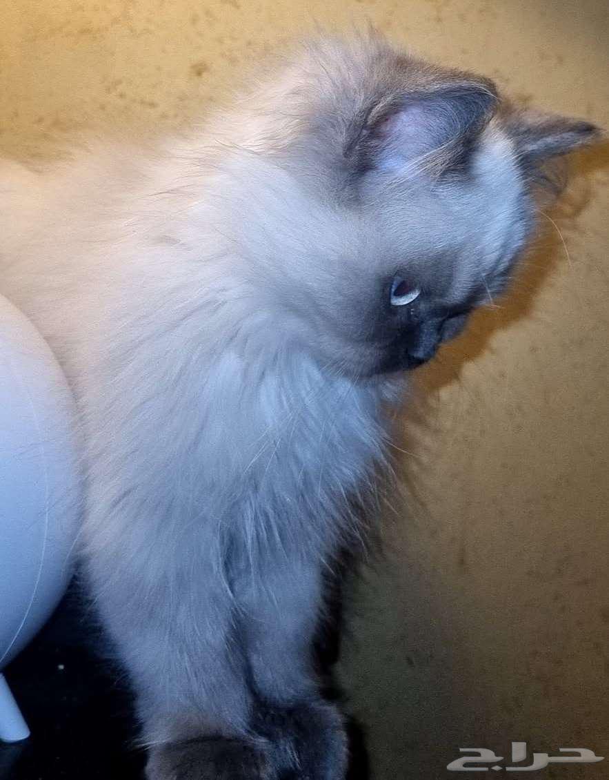 Himalayan Sh cats63206105077891112