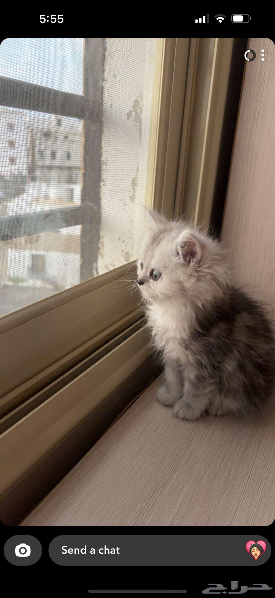 Scottish Fold kittens from father and mother street.63206089142275113