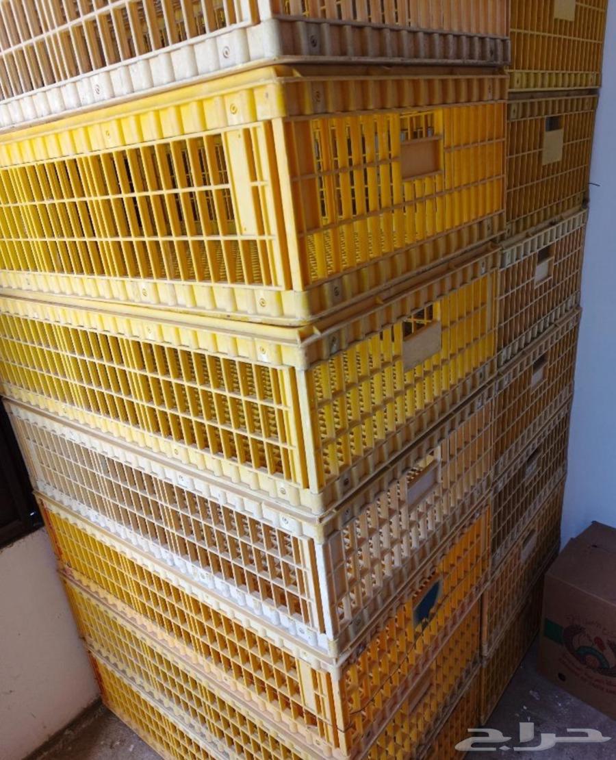 Renting Shabook for transporting birds at 5 riyals per day63208133753987111