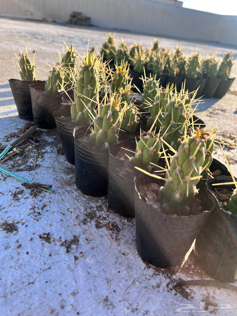 Sobolata cactus Eve's needle63206590551554113