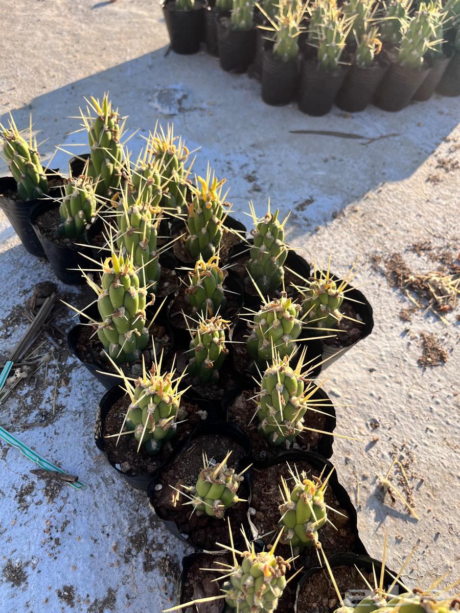 Sobolata cactus Eve's needle63206590551554112