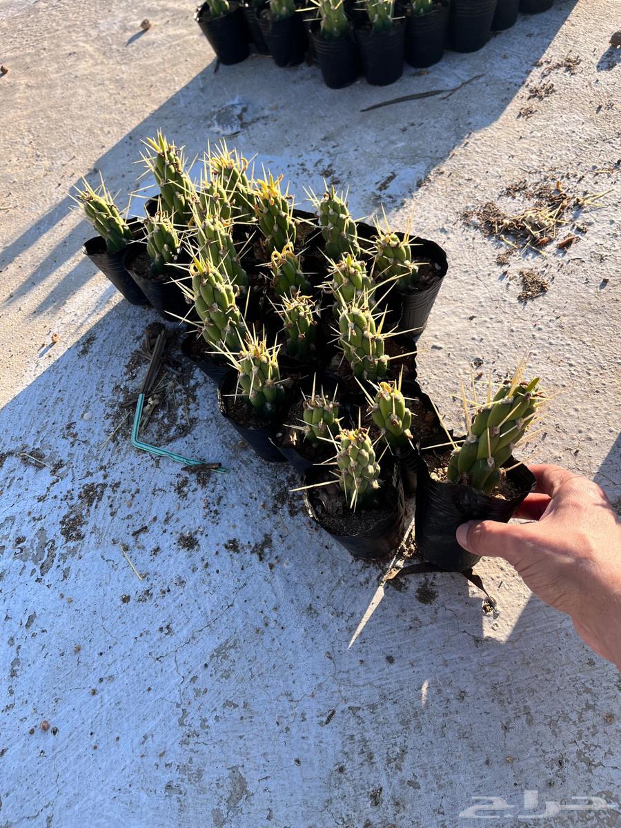 Sobolata cactus Eve's needle63206590551554114