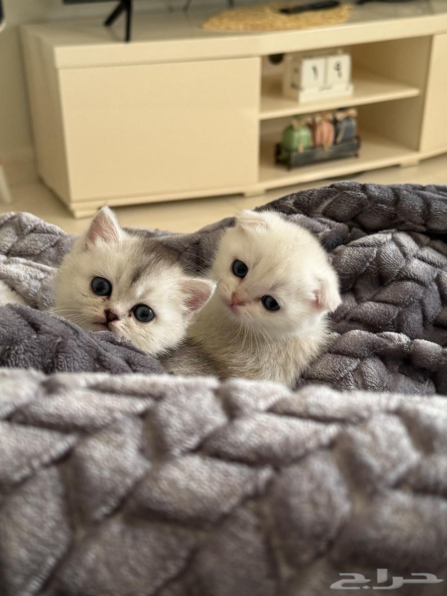 Scottish Fold kittens from father and mother street.63206089142275111
