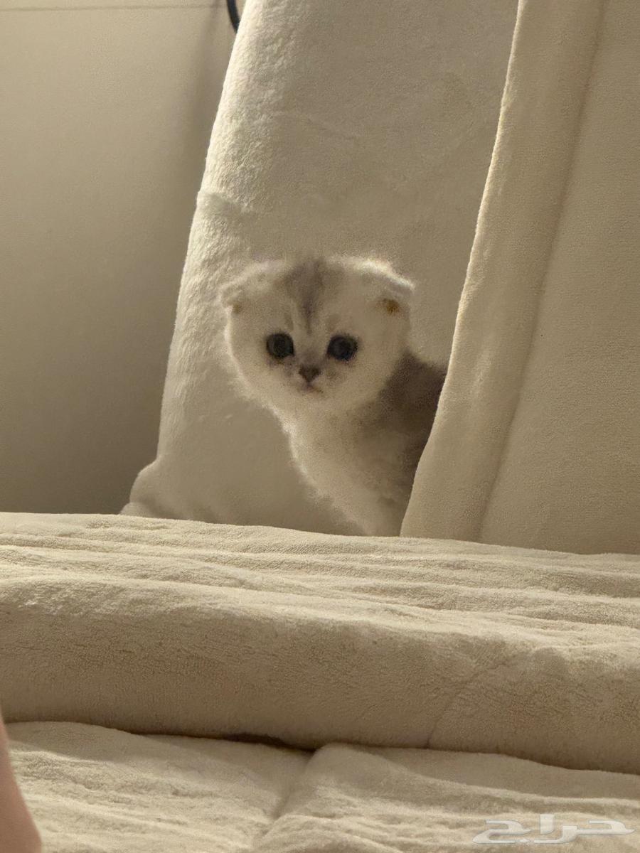 Scottish Fold kittens from father and mother street.63206089142275114