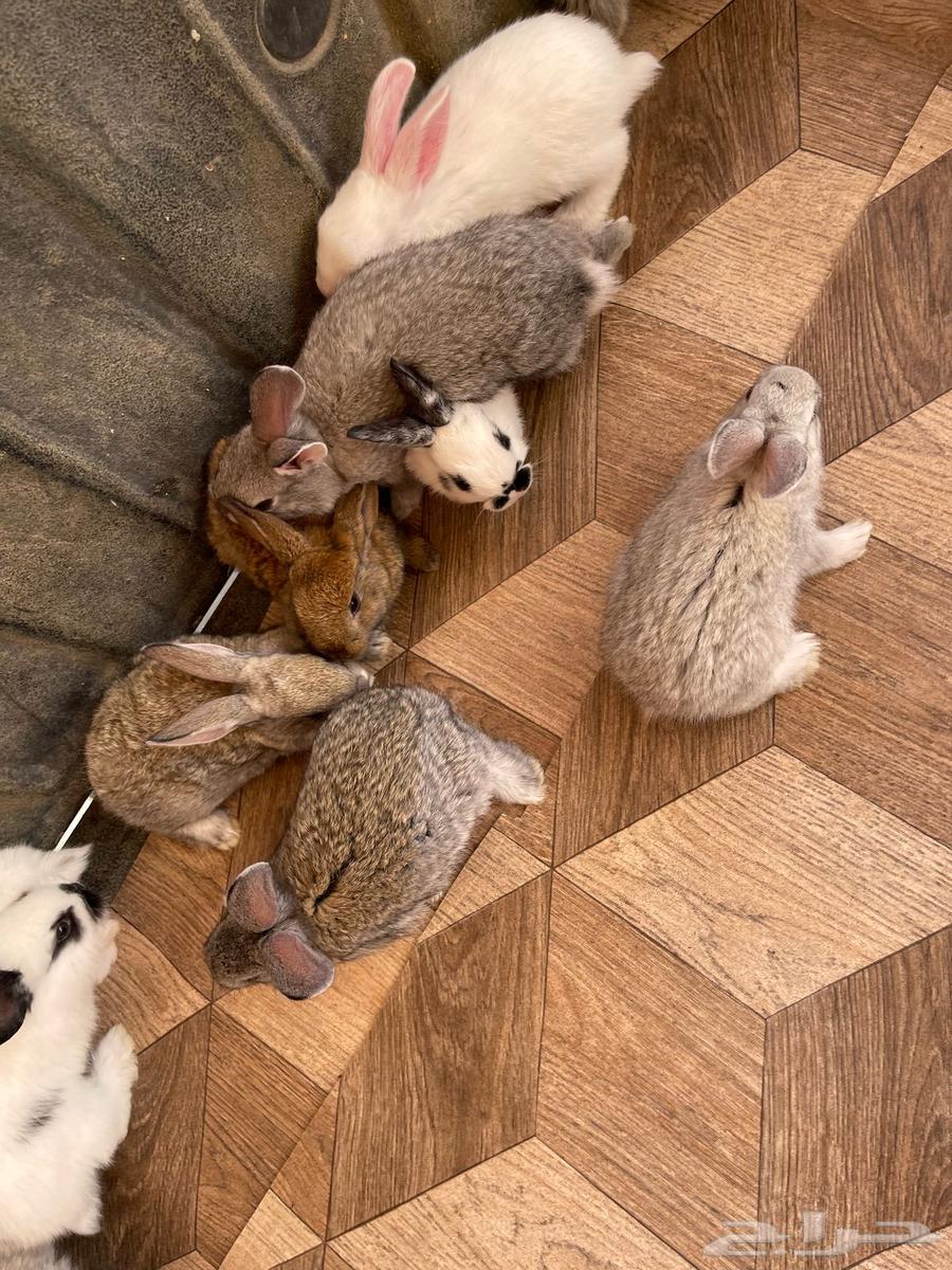 Rabbits for sale in Taif63206089646594111