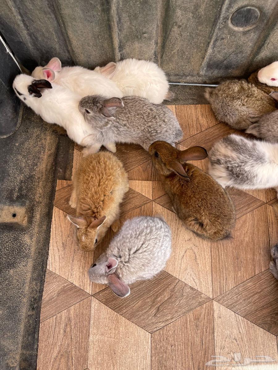 Rabbits for sale in Taif63206089646594114