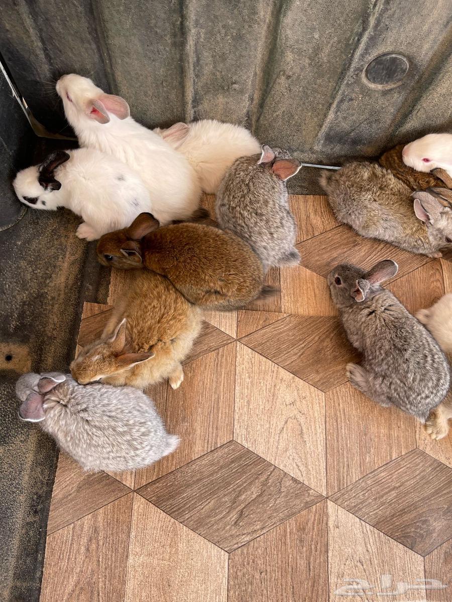 Rabbits for sale in Taif63206089646594112