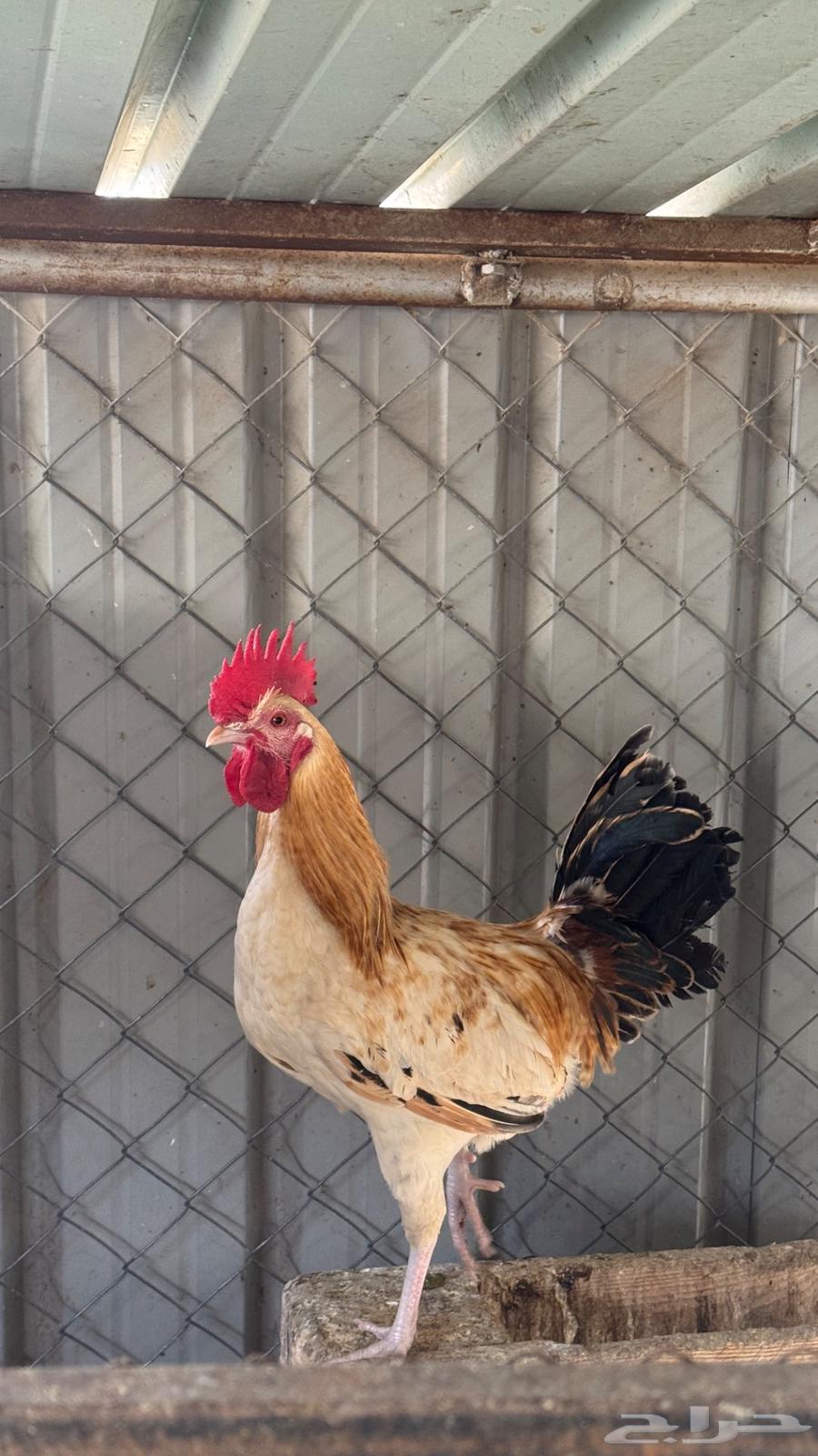 4 roosters, my young men63206586279041114