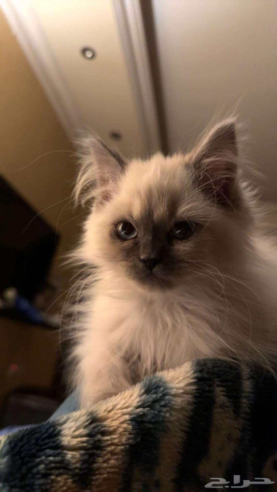 Himalayan Sh cats63206105077891114
