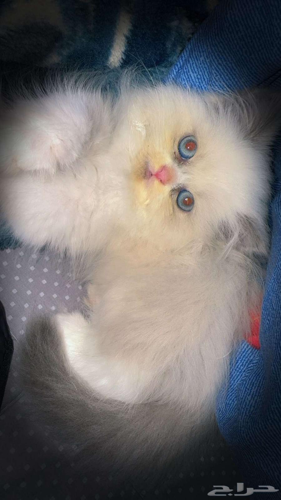 Himalayan Sh cats63206105077891113