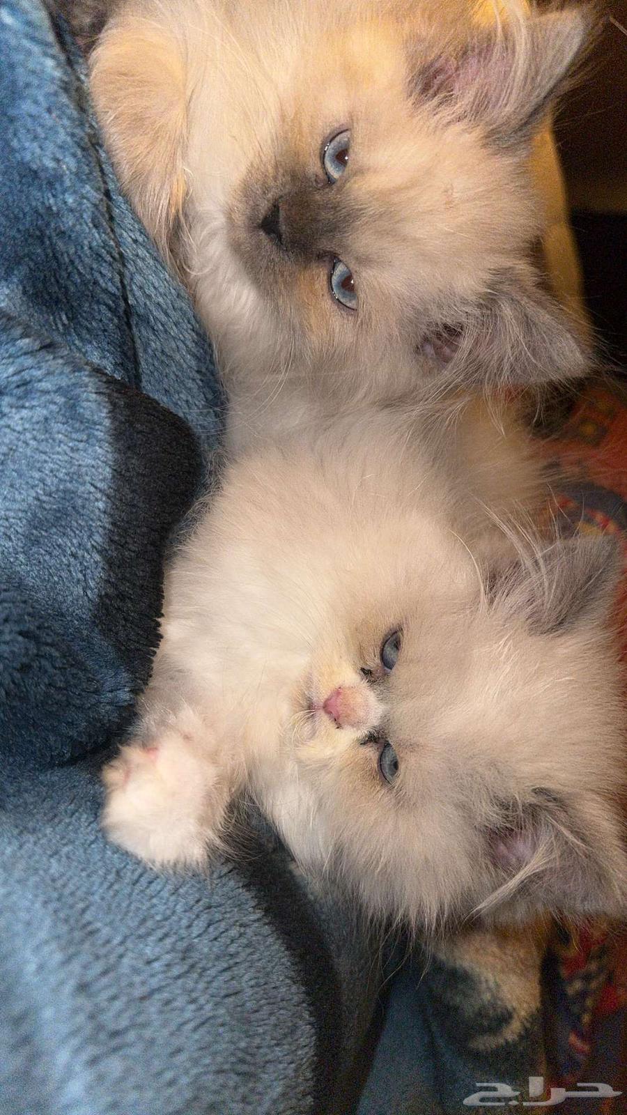 Himalayan Sh cats63206105077891111