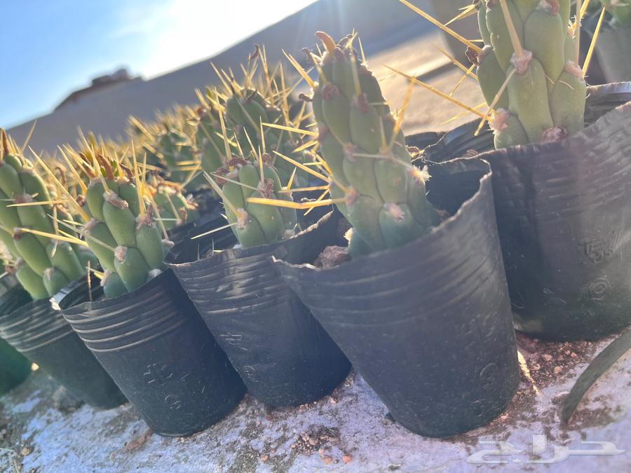 Sobolata cactus Eve's needle63206590551554111