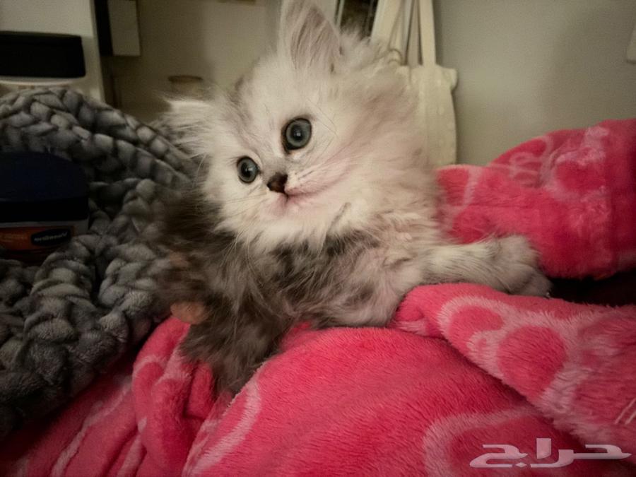 Scottish Fold kittens from father and mother street.63206089142275112