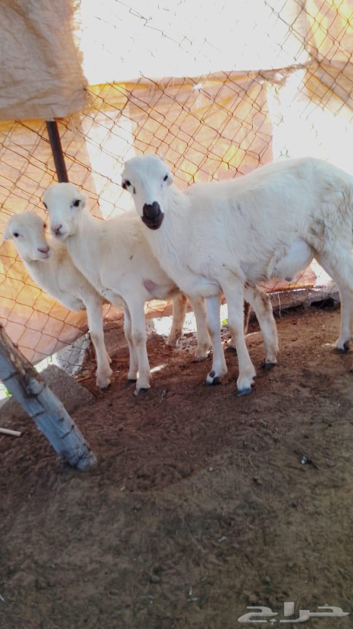 Frank breeding sacrifice (sold)63205582615682111