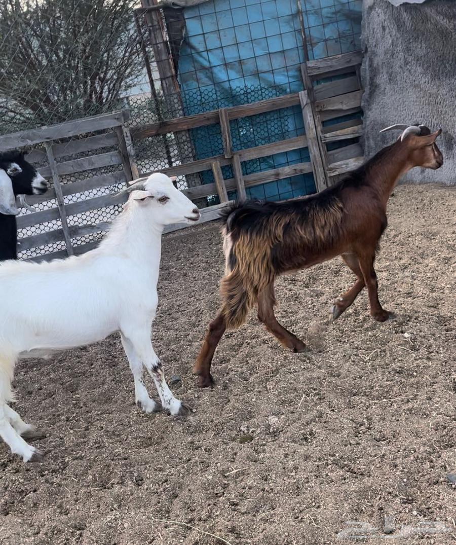 Italian butchers are free to slaughter goats in Sudan with slaughter and delivery.63205088347011114