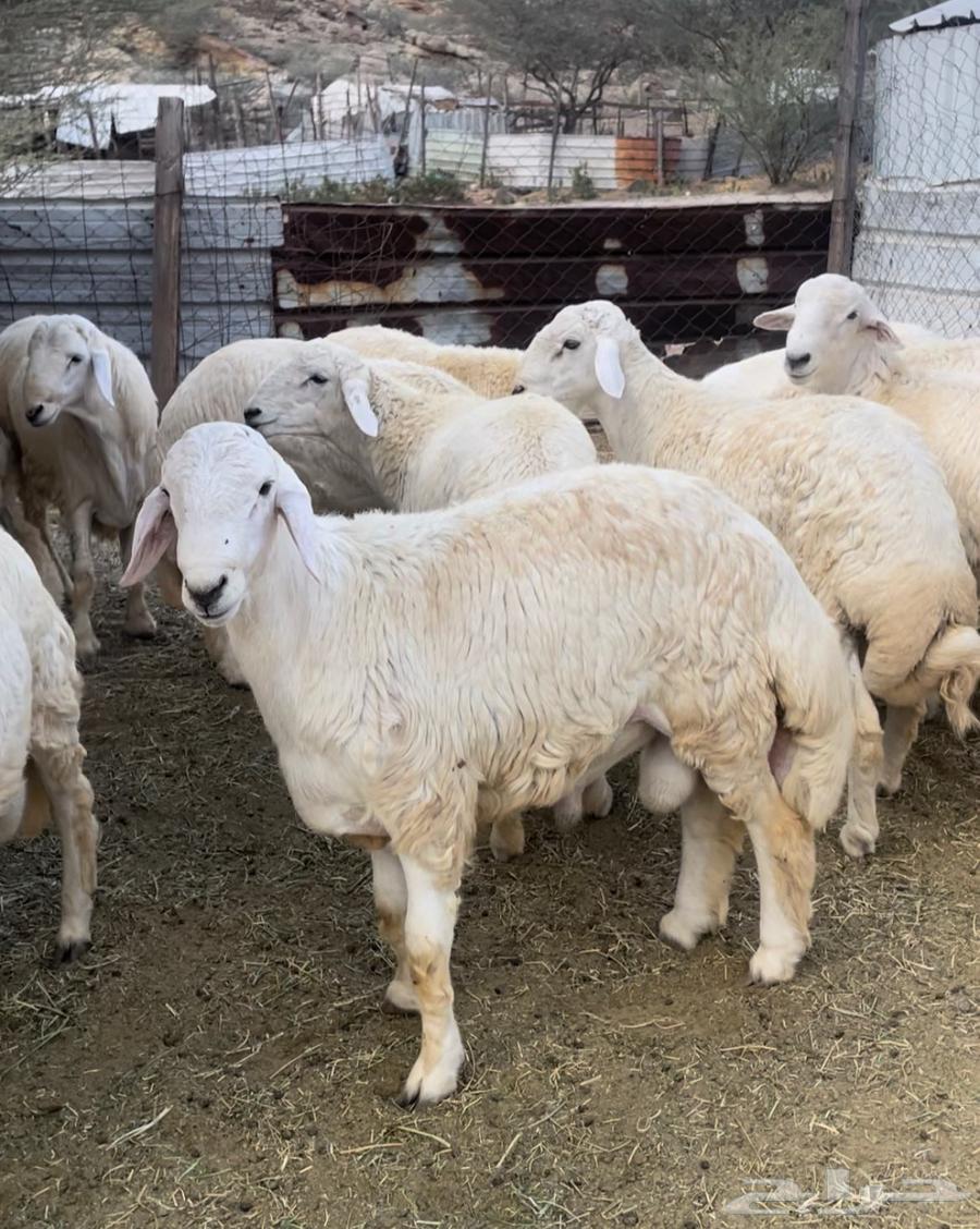 Italian butchers are free to slaughter goats in Sudan with slaughter and delivery.63205088347011112