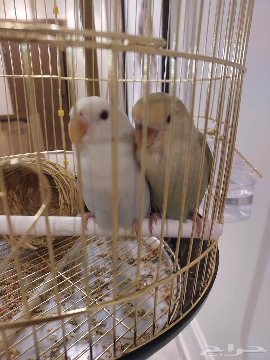 Birds of the day were sold63233870126594112