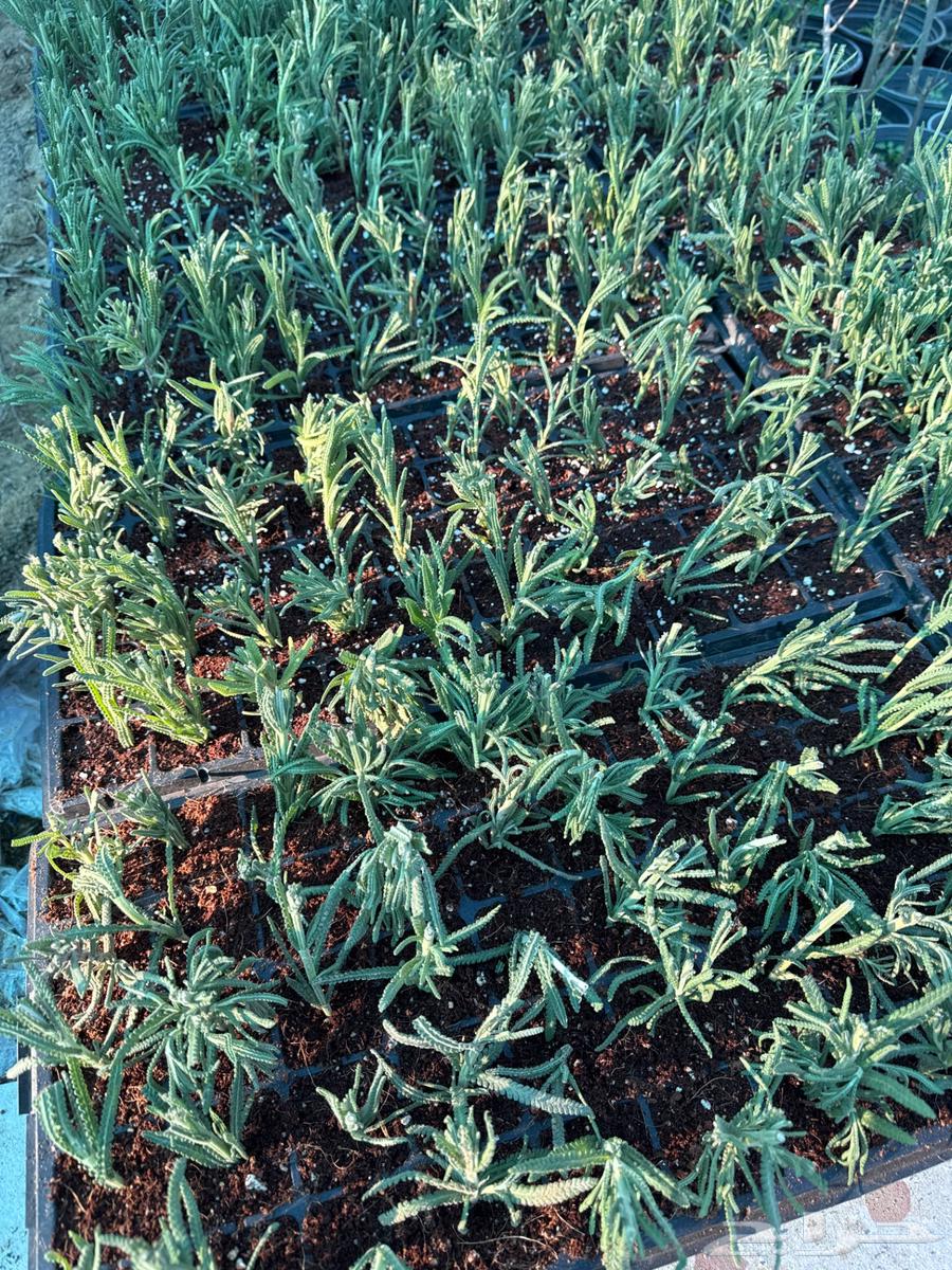 Lavender seedlings for sale, thyme, rosemary, oregano, wormwood, papaya63205578958338113