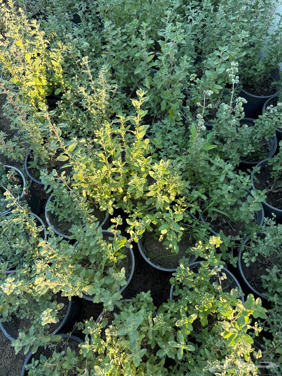 Lavender seedlings for sale, thyme, rosemary, oregano, wormwood, papaya63205578958338112