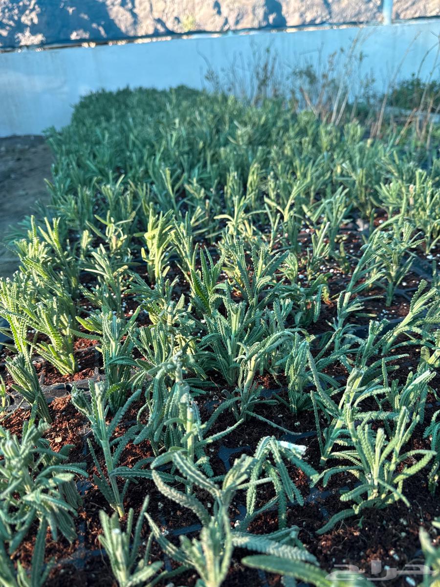 Lavender seedlings for sale, thyme, rosemary, oregano, wormwood, papaya63205578958338114