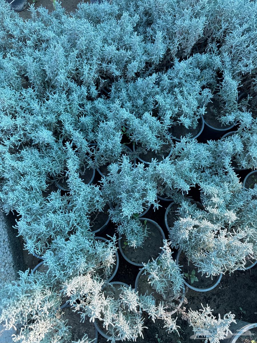 Lavender seedlings for sale, thyme, rosemary, oregano, wormwood, papaya63205578958338111
