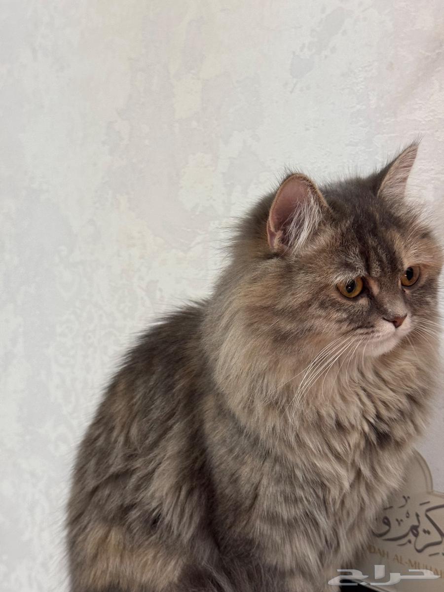 A cat available for adoption, fed and with her belongings at a reasonable price63205077689347111