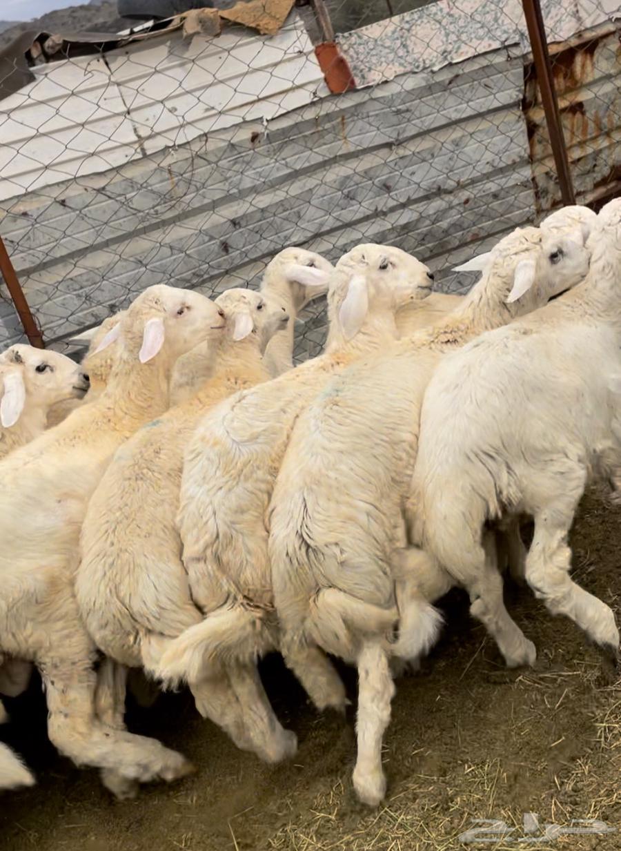 Italian butchers are free to slaughter goats in Sudan with slaughter and delivery.63205088347011111