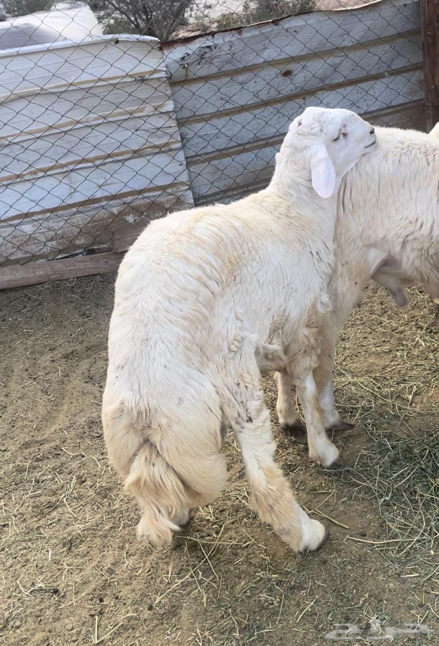 Italian butchers are free to slaughter goats in Sudan with slaughter and delivery.63205088347011113