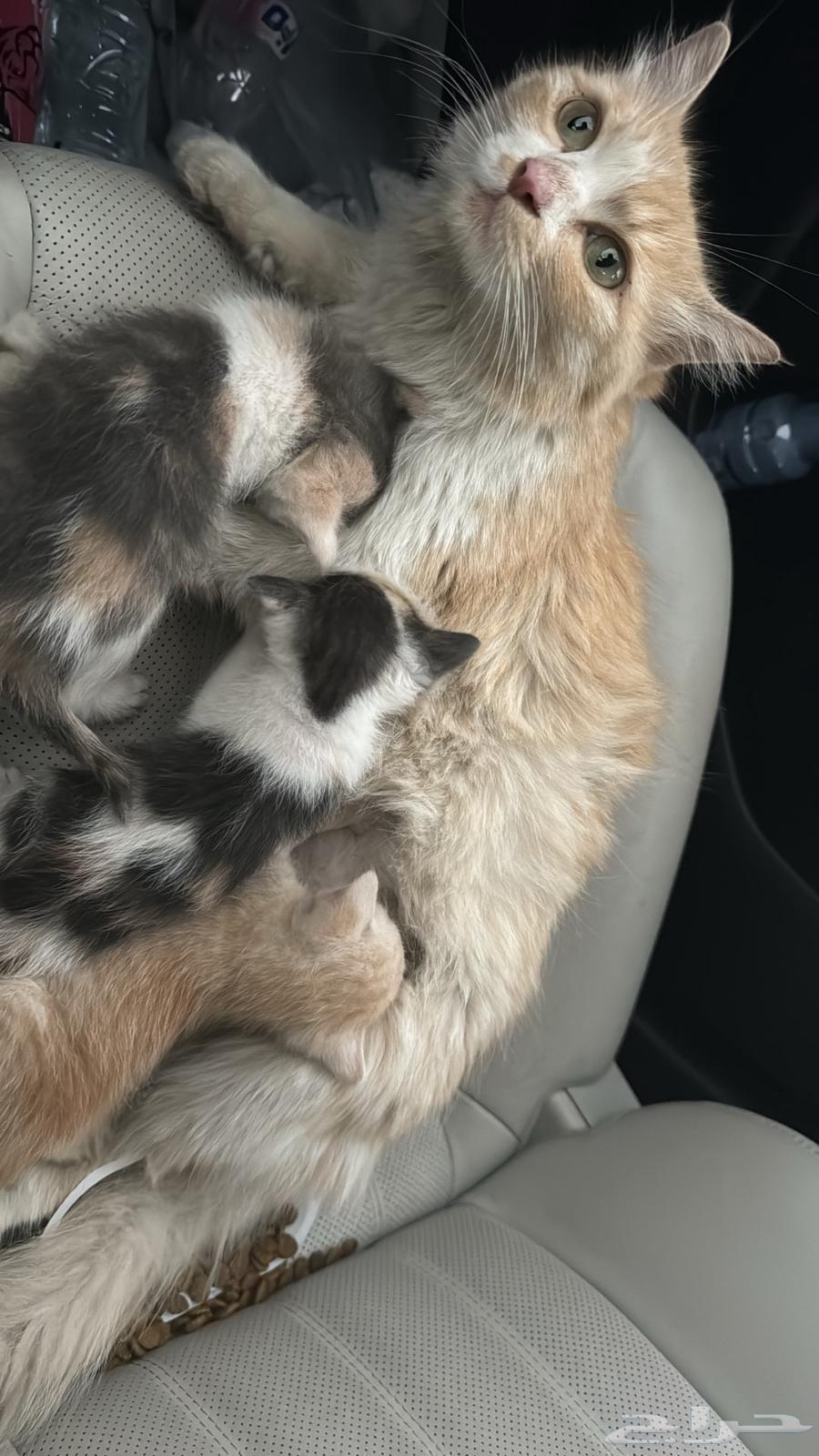 Cat for adoption with kittens63205091957122112