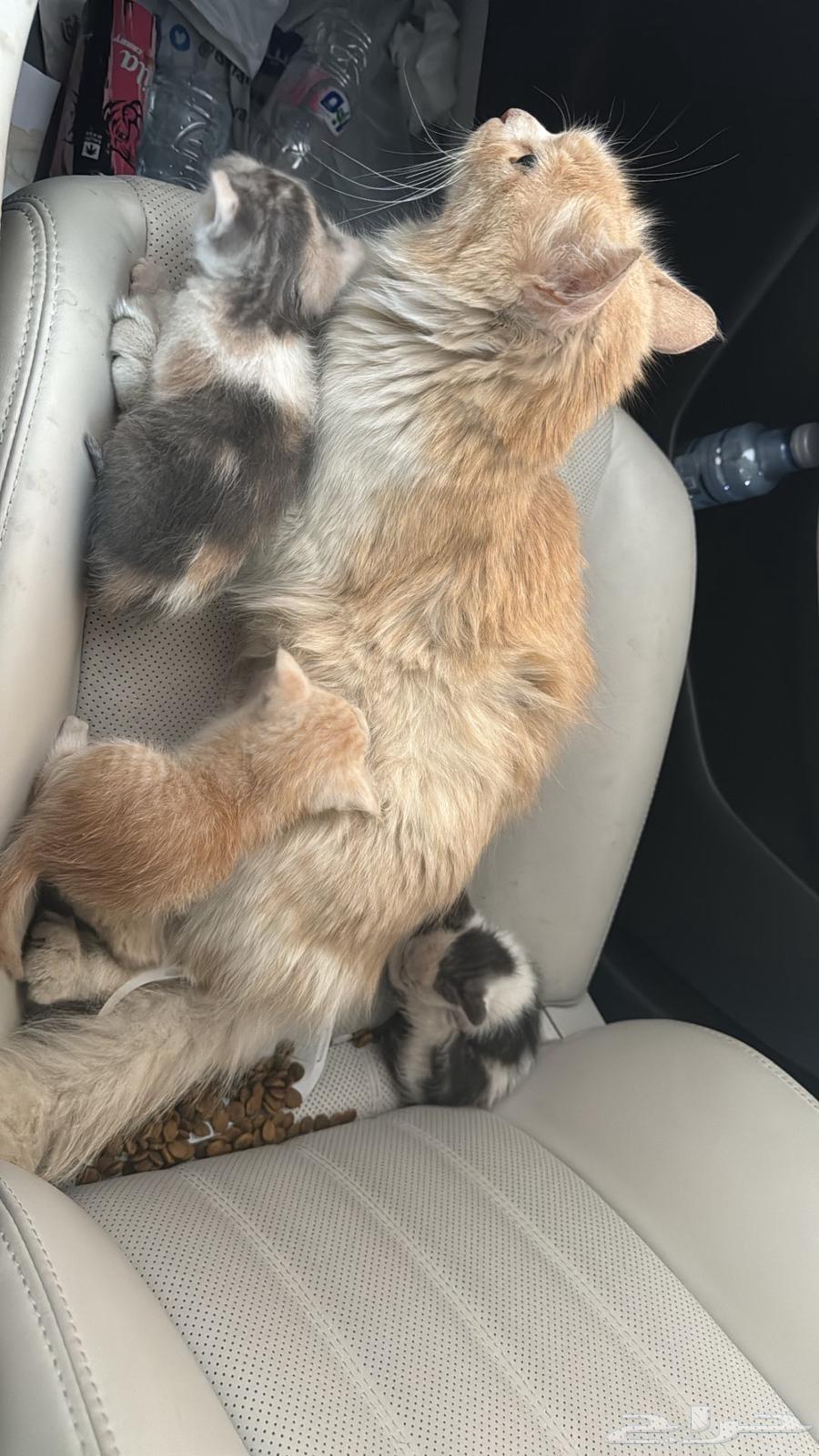 Cat for adoption with kittens63205091957122111