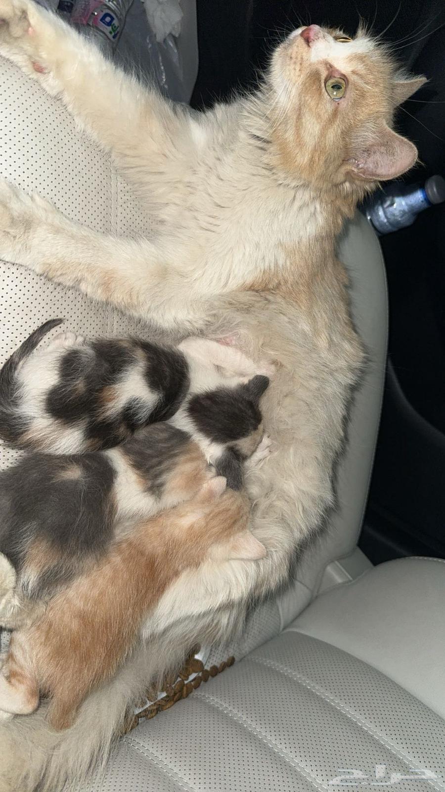 Cat for adoption with kittens63205091957122114
