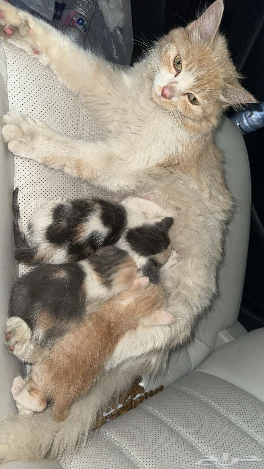 Cat for adoption with kittens63205091957122113