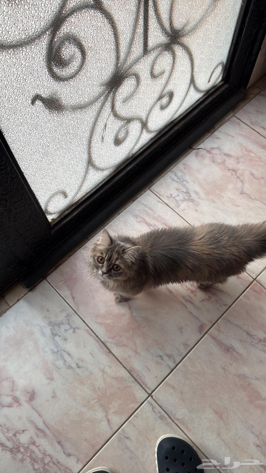 A cat available for adoption, fed and with her belongings at a reasonable price63205077689347112