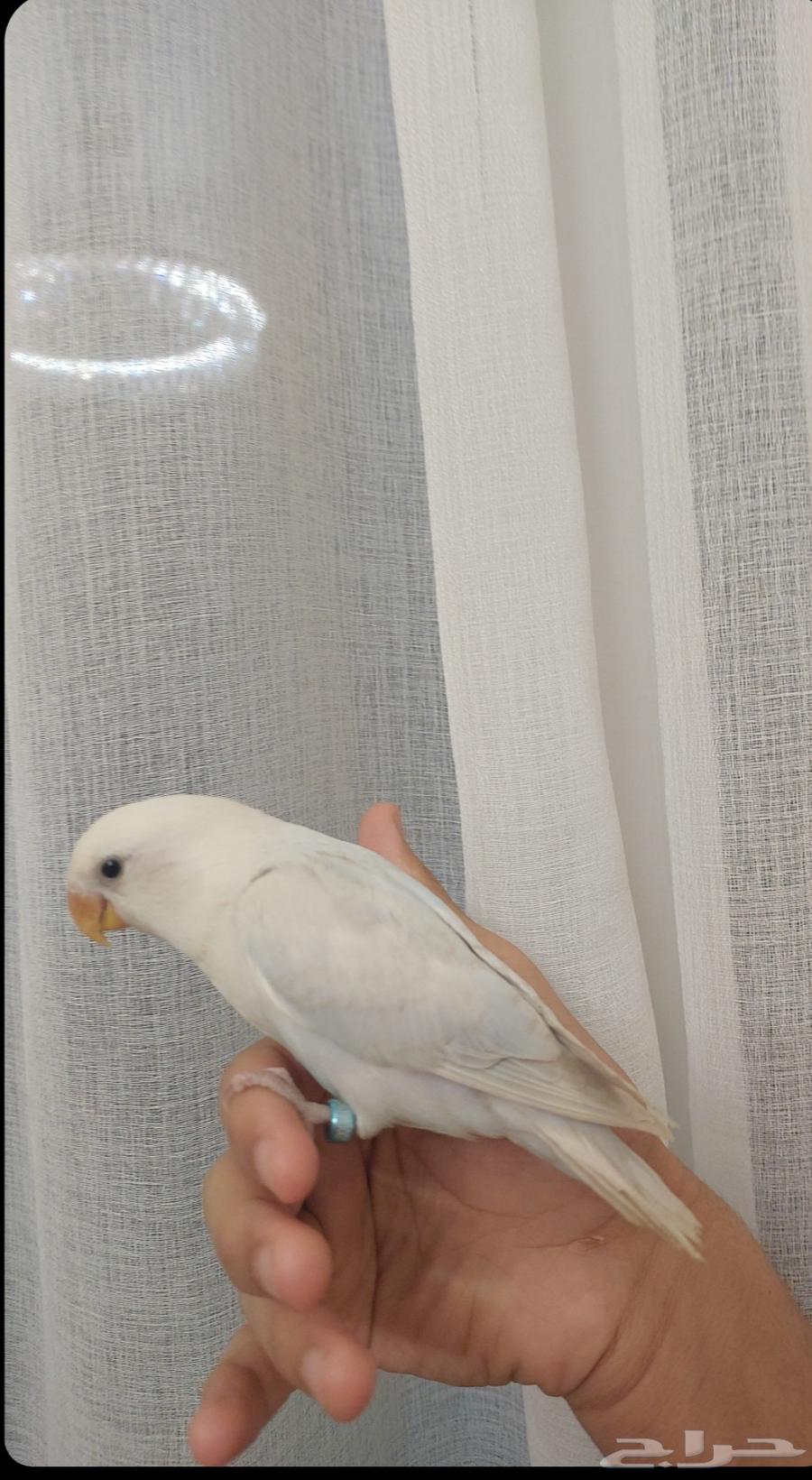 Birds of the day were sold63233870126594110