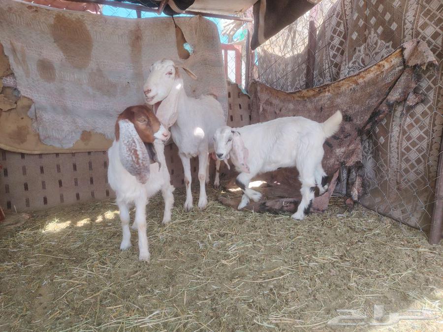 A Dutch goat with two adult does63205088697731114